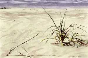 Seaside Beach Grass